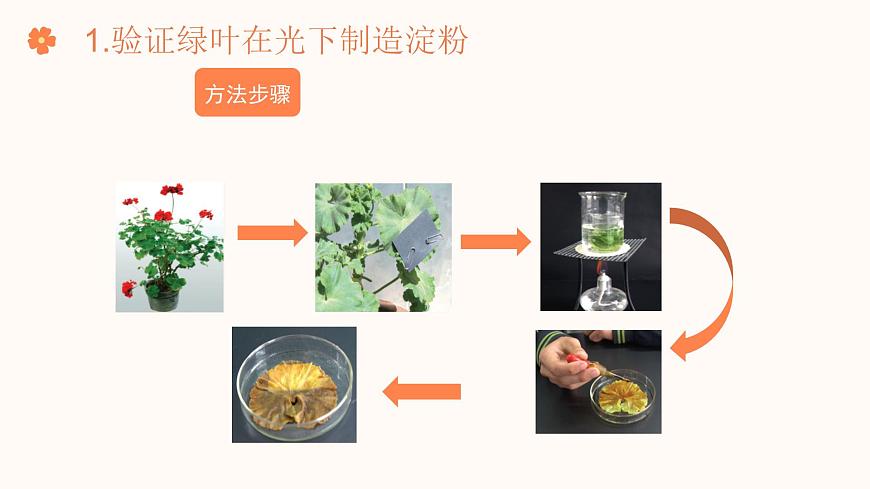 【核心素養(yǎng)目標(biāo)】濟(jì)南版初中生物七年級下冊3.1.3《植物通過光合作用固定光能》課件第7頁