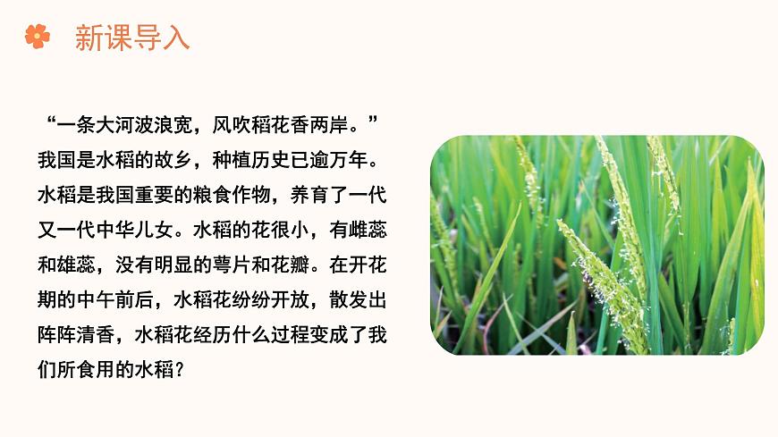 【核心素養(yǎng)目標(biāo)】濟(jì)南版初中生物七年級(jí)下冊(cè)3.2.2《花經(jīng)過(guò)傳粉和受精后形成果實(shí)》課件第2頁(yè)