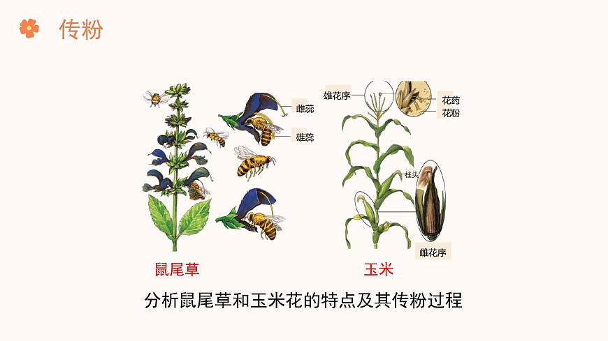 【核心素養(yǎng)目標(biāo)】濟(jì)南版初中生物七年級(jí)下冊(cè)3.2.2《花經(jīng)過(guò)傳粉和受精后形成果實(shí)》課件第6頁(yè)