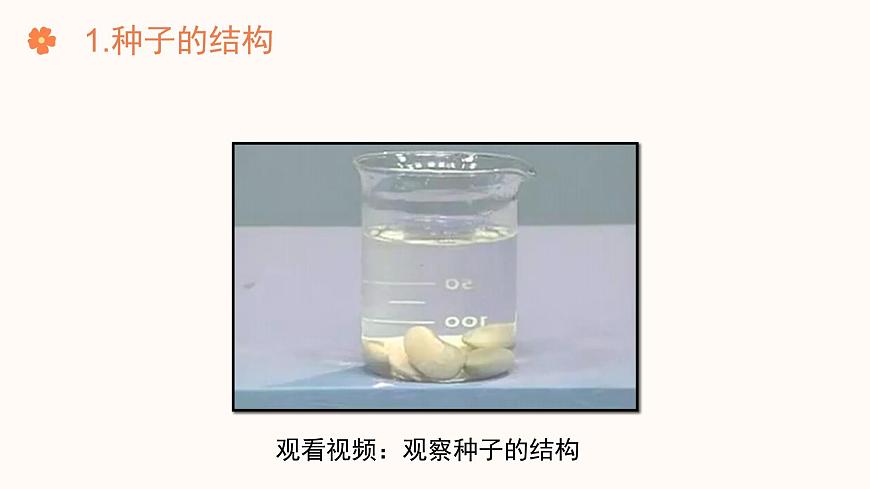 【核心素養(yǎng)目標】濟南版初中生物七年級下冊3.2.3《種子萌發(fā)需要適宜的條件》課件第5頁