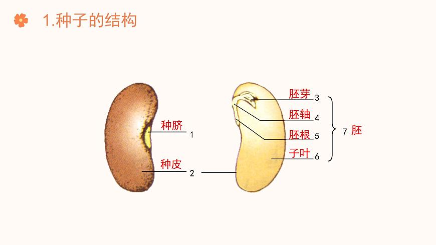【核心素養(yǎng)目標】濟南版初中生物七年級下冊3.2.3《種子萌發(fā)需要適宜的條件》課件第7頁