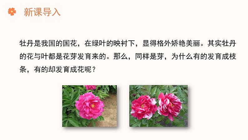 【核心素养目标】济南版初中生物七年级下册3.2.4《芽是未发育的枝条或花》课件第2页