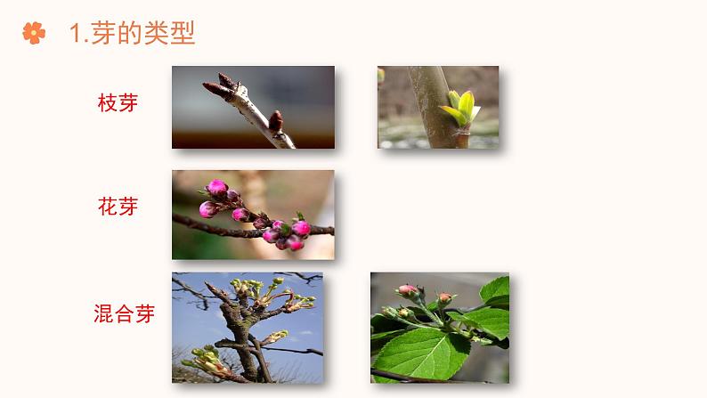 【核心素养目标】济南版初中生物七年级下册3.2.4《芽是未发育的枝条或花》课件第8页
