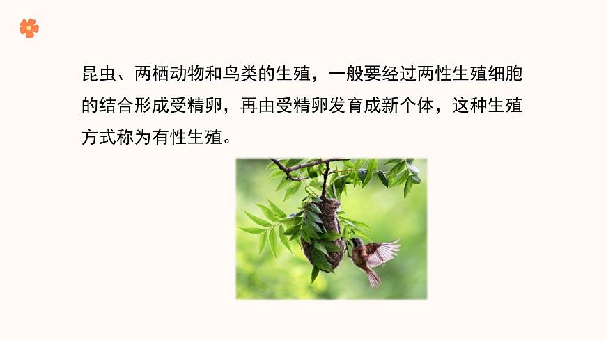 【核心素養(yǎng)目標(biāo)】濟(jì)南版初中生物七年級(jí)下冊(cè)4.1.2《有性生殖增加了后代的多樣性》課件第4頁(yè)