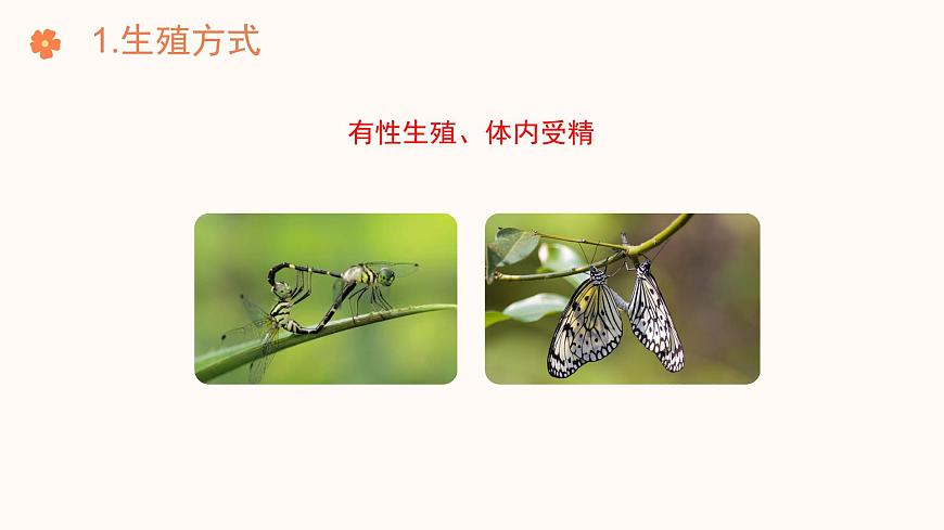 【核心素養(yǎng)目標(biāo)】濟(jì)南版初中生物七年級(jí)下冊(cè)4.1.2《有性生殖增加了后代的多樣性》課件第6頁(yè)