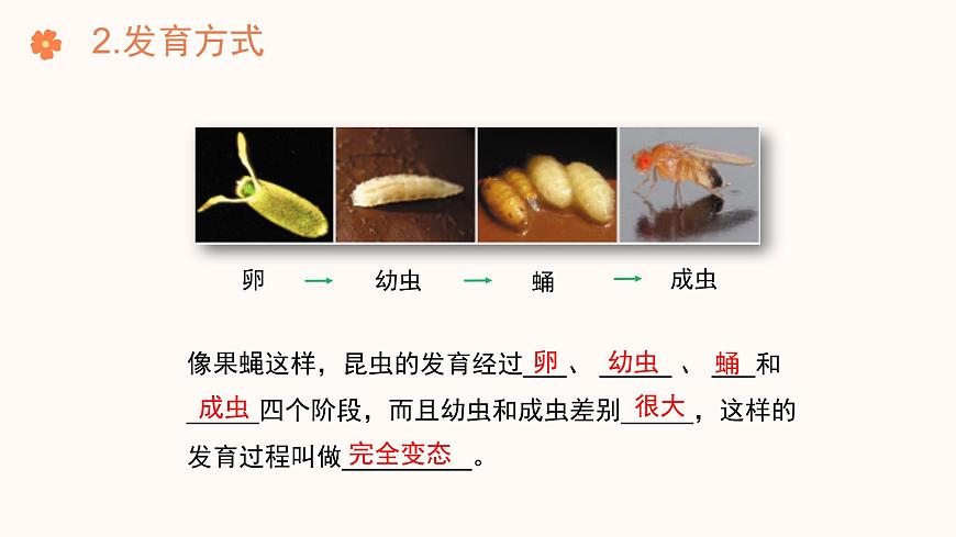 【核心素養(yǎng)目標(biāo)】濟(jì)南版初中生物七年級(jí)下冊(cè)4.1.2《有性生殖增加了后代的多樣性》課件第7頁(yè)