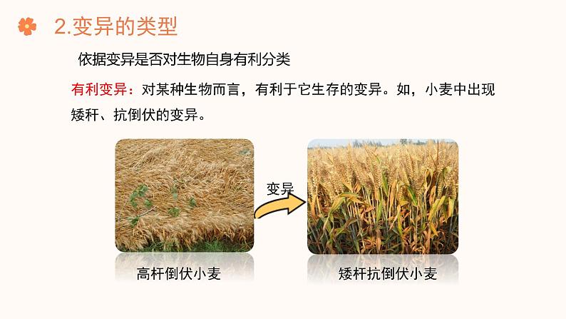 【核心素养目标】济南版初中生物七年级下册4.3.4《遗传信息改变可引起生物变异》课件第8页