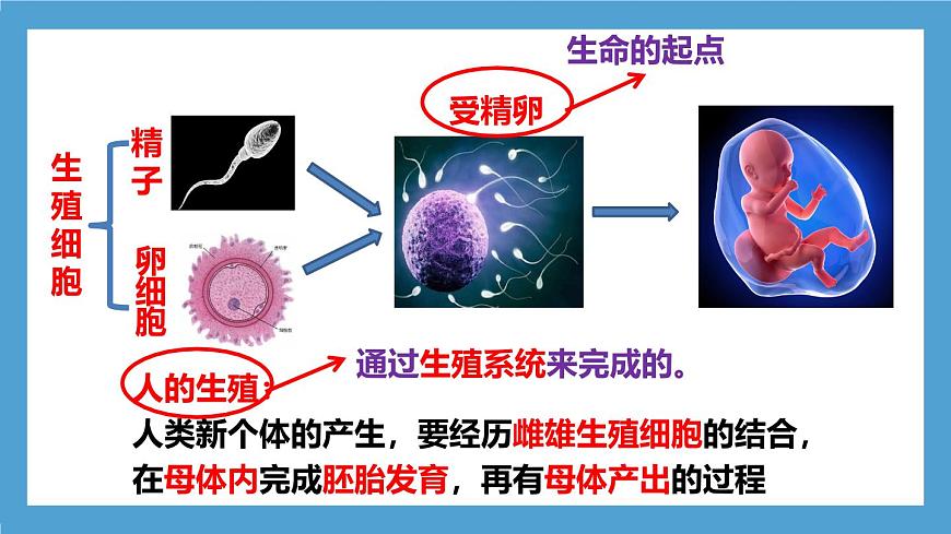 人教版初中生物七年級下冊4.1.1《人的生殖》課件第7頁