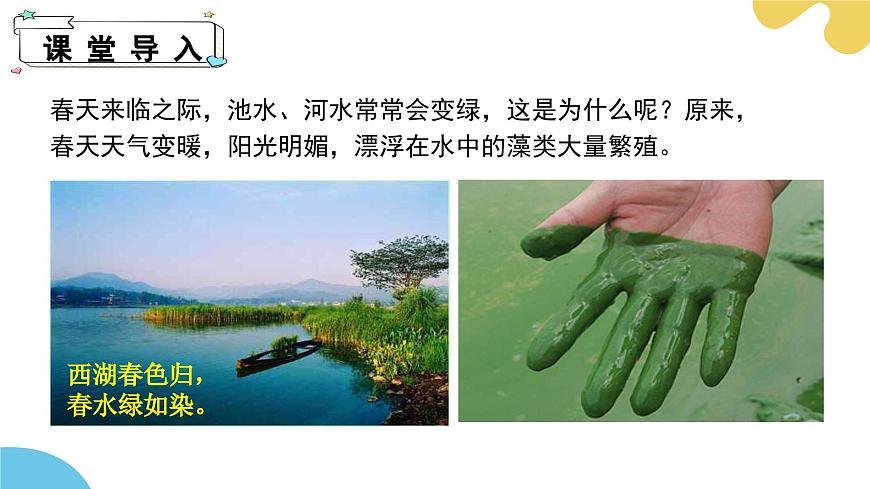 【核心素養(yǎng)】蘇科版生物七年級(jí)下冊 7.1 藻類 同步課件第4頁