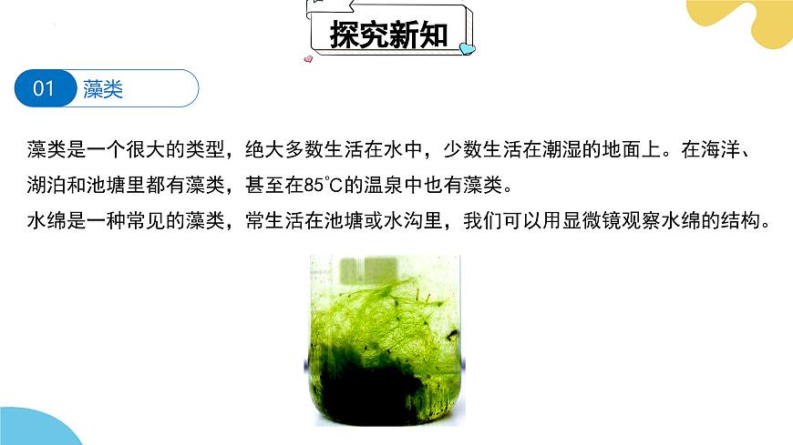 【核心素養(yǎng)】蘇科版生物七年級(jí)下冊 7.1 藻類 同步課件第5頁