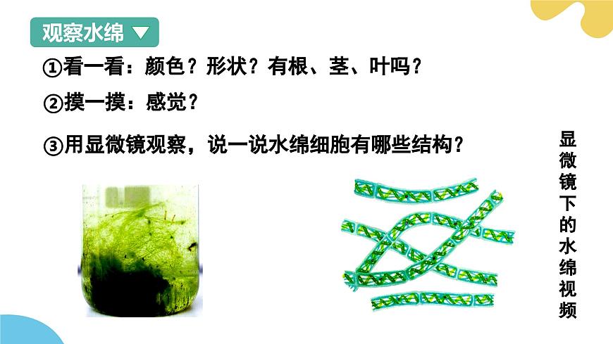 【核心素養(yǎng)】蘇科版生物七年級(jí)下冊 7.1 藻類 同步課件第7頁
