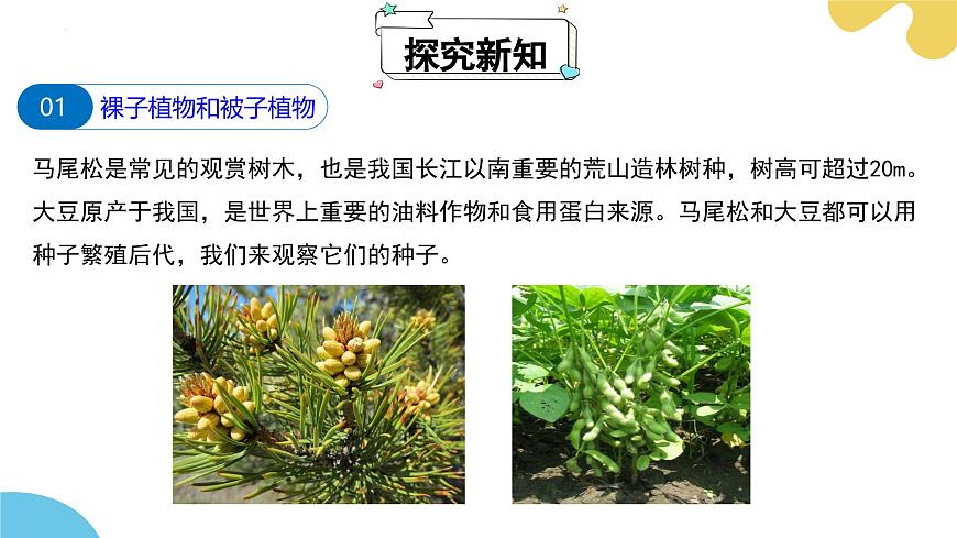【核心素養(yǎng)】蘇科版生物七年級下冊 7.3 種子植物 同步課件第5頁