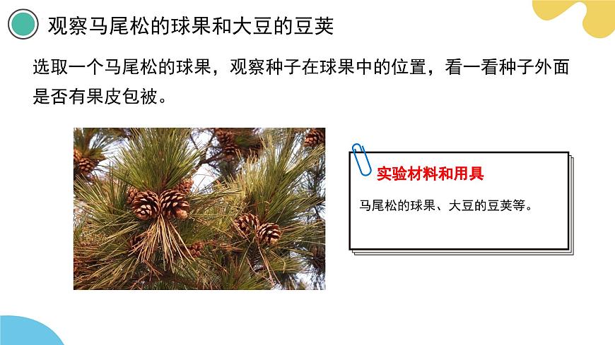 【核心素養(yǎng)】蘇科版生物七年級下冊 7.3 種子植物 同步課件第6頁
