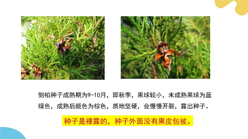 【核心素養(yǎng)】蘇科版生物七年級下冊 7.3 種子植物 同步課件第8頁