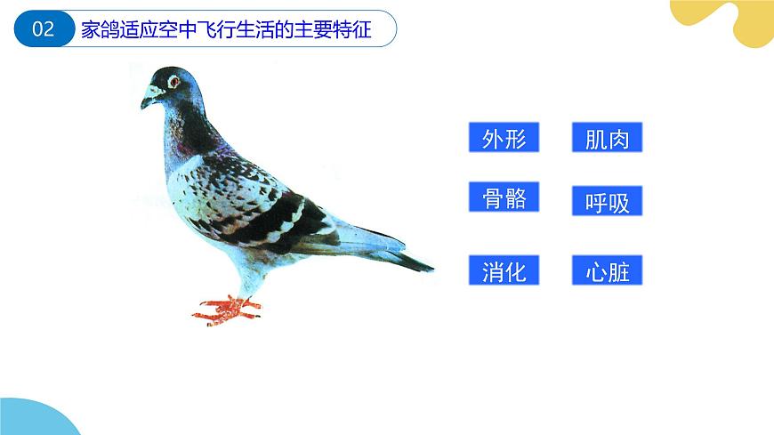 【核心素養(yǎng)】蘇科版生物七年級下冊 8.2 脊椎動物（第3課時） 同步課件第8頁