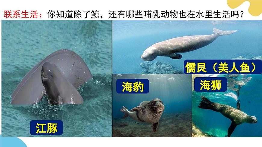 【核心素養(yǎng)】蘇科版生物七年級下冊 8.2 脊椎動物（第4課時） 同步課件第5頁