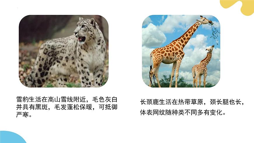 【核心素養(yǎng)】蘇科版生物七年級下冊 8.2 脊椎動物（第4課時） 同步課件第6頁