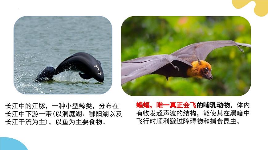 【核心素養(yǎng)】蘇科版生物七年級下冊 8.2 脊椎動物（第4課時） 同步課件第7頁