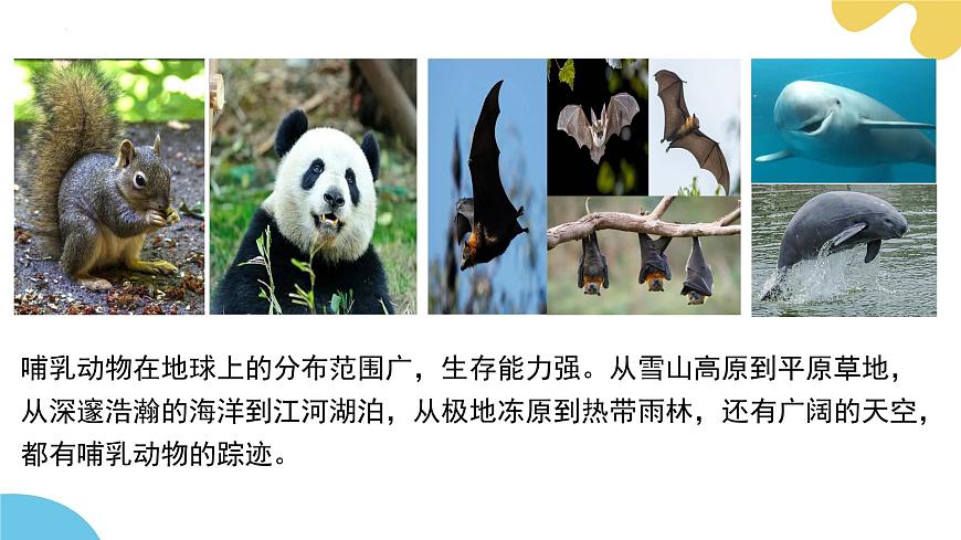 【核心素養(yǎng)】蘇科版生物七年級下冊 8.2 脊椎動物（第4課時） 同步課件第8頁