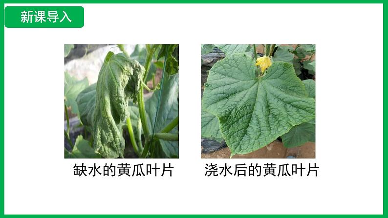 3.2.1 水的利用与散失 (课件)-2024--2025学年人教版生物七年级下册第4页
