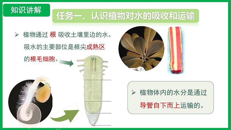 3.2.1 水的利用与散失 (课件)-2024--2025学年人教版生物七年级下册第6页