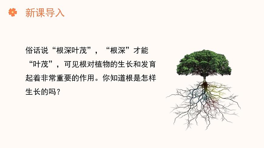 【核心素養(yǎng)目標(biāo)】濟(jì)南版初中生物七年級下冊3.1.1《植物的根能夠吸收水和無機(jī)鹽》課件第2頁