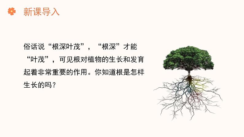 【核心素养目标】济南版初中生物七年级下册3.1.1《植物的根能够吸收水和无机盐》课件第2页