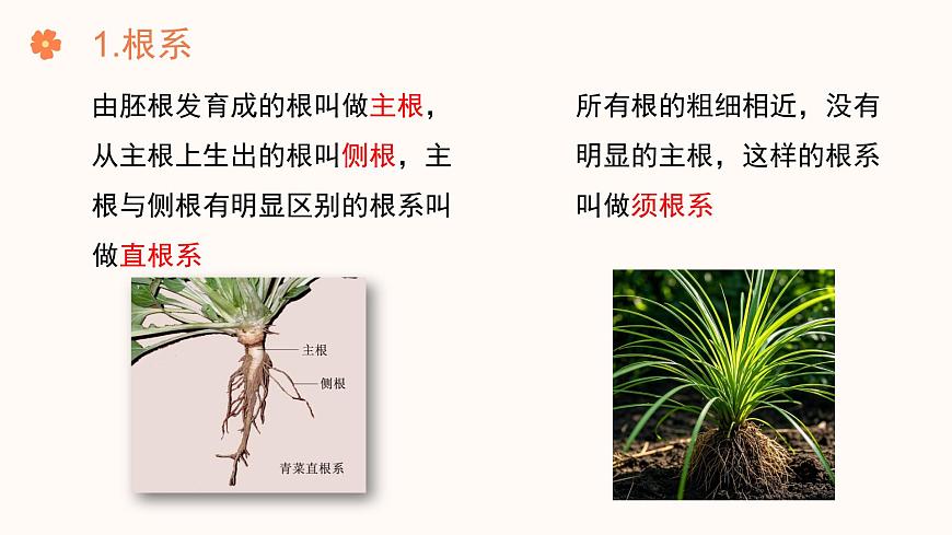 【核心素養(yǎng)目標(biāo)】濟(jì)南版初中生物七年級下冊3.1.1《植物的根能夠吸收水和無機(jī)鹽》課件第6頁