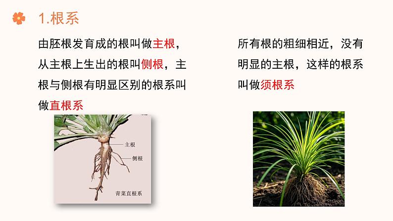 【核心素养目标】济南版初中生物七年级下册3.1.1《植物的根能够吸收水和无机盐》课件第6页