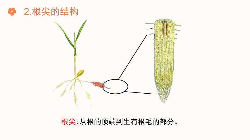 【核心素養(yǎng)目標(biāo)】濟(jì)南版初中生物七年級下冊3.1.1《植物的根能夠吸收水和無機(jī)鹽》課件第7頁