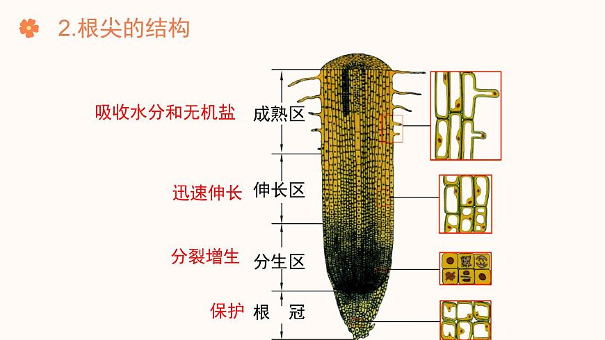 【核心素養(yǎng)目標(biāo)】濟(jì)南版初中生物七年級下冊3.1.1《植物的根能夠吸收水和無機(jī)鹽》課件第8頁