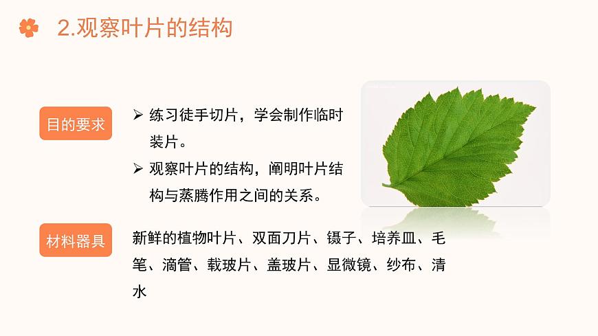 【核心素養(yǎng)目標(biāo)】濟(jì)南版初中生物七年級(jí)下冊(cè)3.1.2《蒸騰作用促進(jìn)植物對(duì)水的吸收和運(yùn)輸》課件第6頁