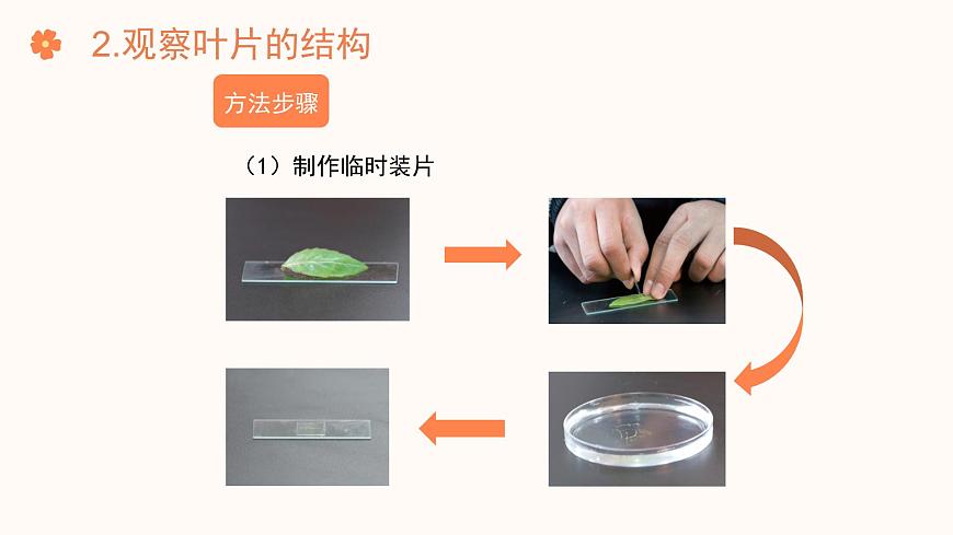 【核心素養(yǎng)目標(biāo)】濟(jì)南版初中生物七年級(jí)下冊(cè)3.1.2《蒸騰作用促進(jìn)植物對(duì)水的吸收和運(yùn)輸》課件第7頁