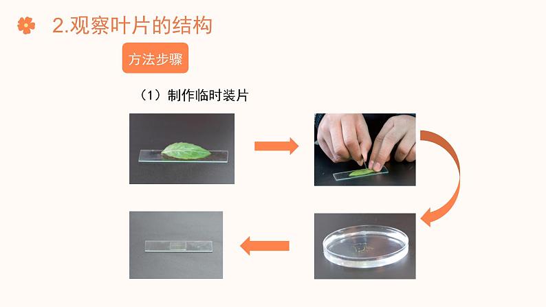 【核心素养目标】济南版初中生物七年级下册3.1.2《蒸腾作用促进植物对水的吸收和运输》课件第7页