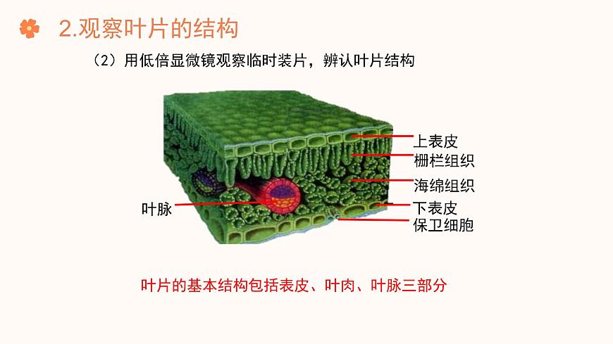 【核心素養(yǎng)目標(biāo)】濟(jì)南版初中生物七年級(jí)下冊(cè)3.1.2《蒸騰作用促進(jìn)植物對(duì)水的吸收和運(yùn)輸》課件第8頁