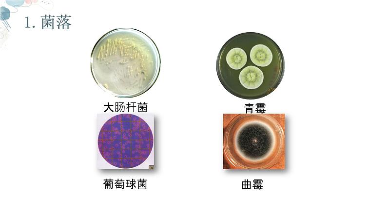 【核心素养目标】鲁教版初中生物六年级下册3.3.1《微生物在环境中的分布》课件第7页