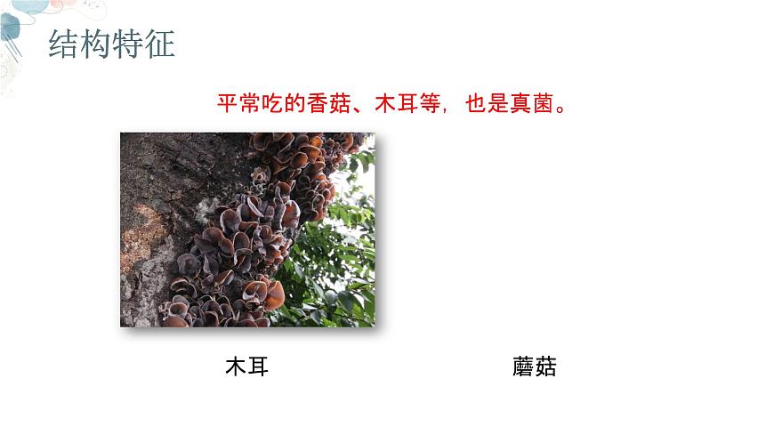 【核心素養(yǎng)目標(biāo)】魯教版初中生物六年級(jí)下冊3.3.3《真菌》課件第7頁