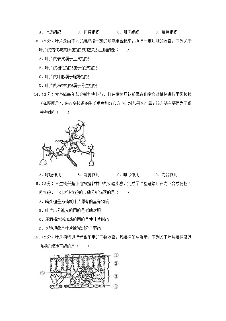 2023-2024学年四川成都武侯区七年级上册生物期末试卷及答案第3页