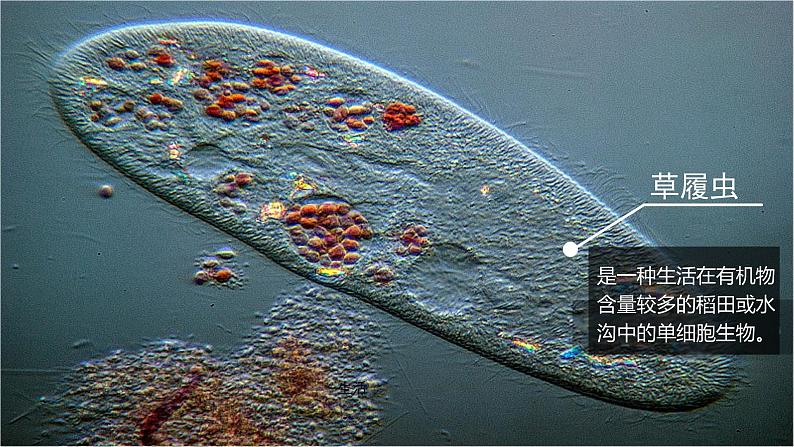 2.2.2 细胞是生命活动的单位(2024秋) 2024北师大版七年级生物上册课件第4页