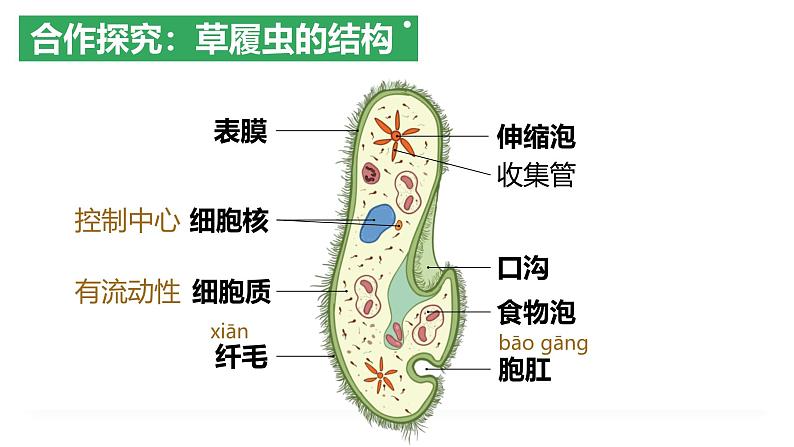 2.2.2 细胞是生命活动的单位(2024秋) 2024北师大版七年级生物上册课件第5页