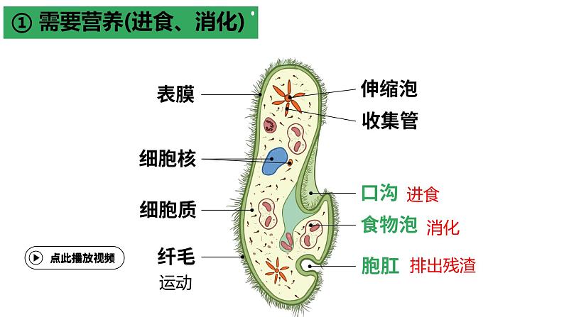 2.2.2 细胞是生命活动的单位(2024秋) 2024北师大版七年级生物上册课件第7页