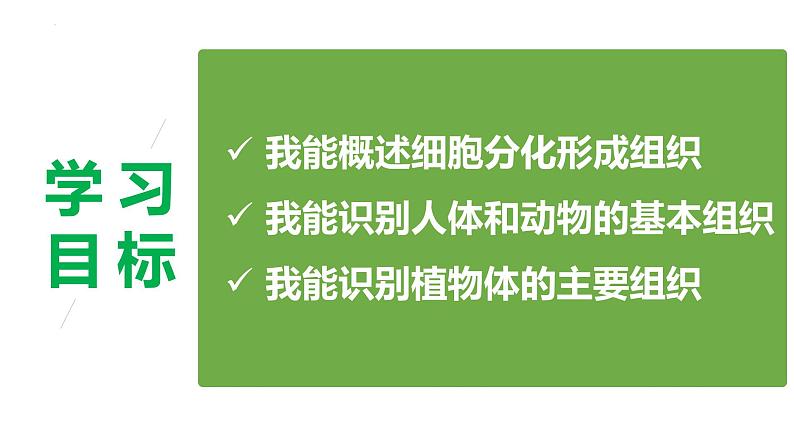 2.3.2 细胞分化形成组织(2024秋) 2024北师大版七年级生物上册课件第2页