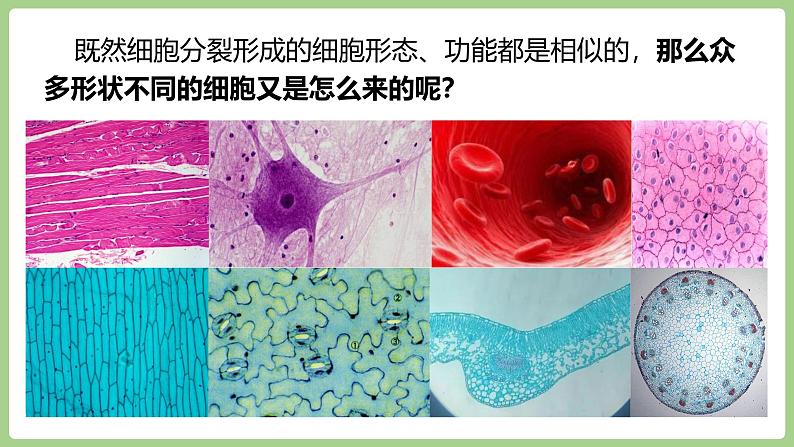 2.3.2 细胞分化形成组织(2024秋) 2024北师大版七年级生物上册课件第4页