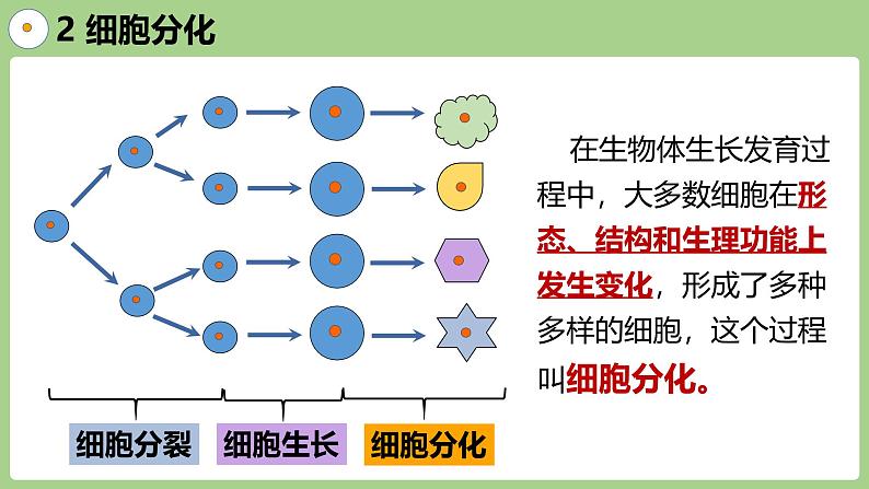 2.3.2 细胞分化形成组织(2024秋) 2024北师大版七年级生物上册课件第5页