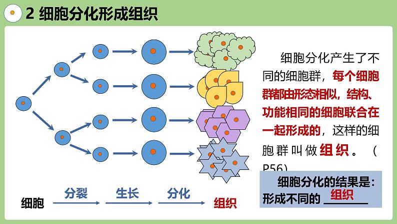 2.3.2 细胞分化形成组织(2024秋) 2024北师大版七年级生物上册课件第6页