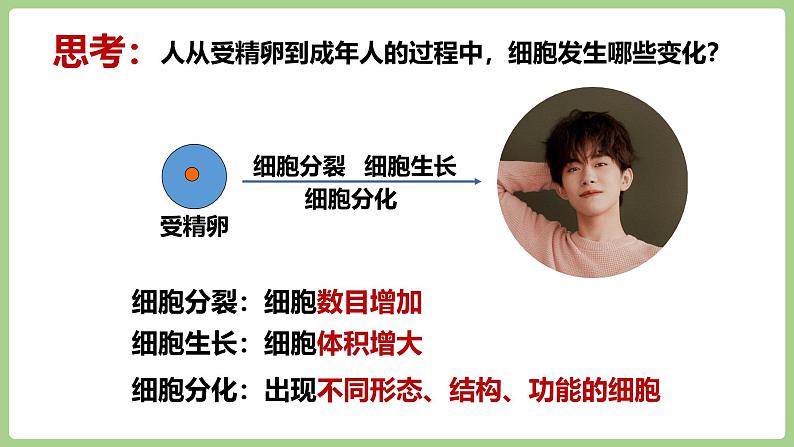 2.3.2 细胞分化形成组织(2024秋) 2024北师大版七年级生物上册课件第7页