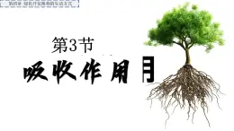 3.4.3 吸收作用（2024秋） 2024北师大版七年级生物上册课件