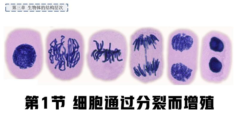 2.3.1 细胞通过分裂而增殖(2024秋) 2024北师大版七年级生物上册课件第1页