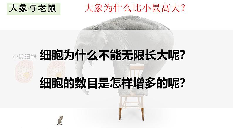 2.3.1 细胞通过分裂而增殖(2024秋) 2024北师大版七年级生物上册课件第3页