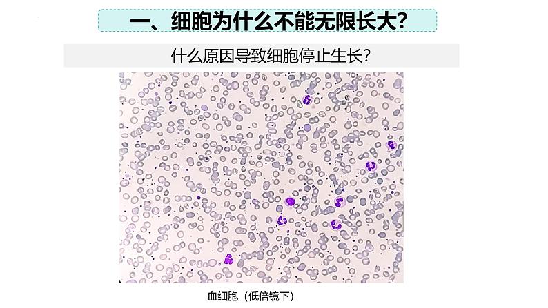 2.3.1 细胞通过分裂而增殖(2024秋) 2024北师大版七年级生物上册课件第4页